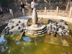 -西安大兴善寺