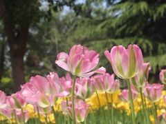 -洛阳郁金香牡丹园