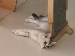 -平行世界·猫咖(首经贸店)