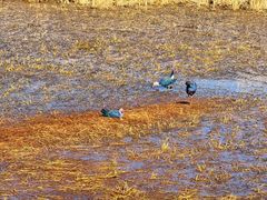 -泸沽湖国家级风景名胜区走婚桥