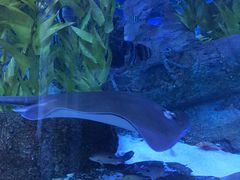 -芜湖新华联大白鲸海洋公园