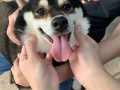 -柴犬高等学院·狗咖·柴犬售卖·宠物训练