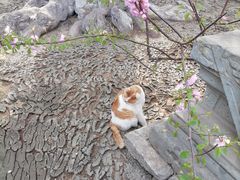 -大觉寺-停车场