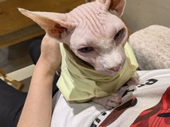 -藏猫猫咖啡主题馆(中央大道店)