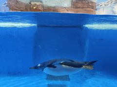 -海合安成都极地海洋公园