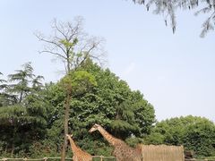 -上海野生动物园