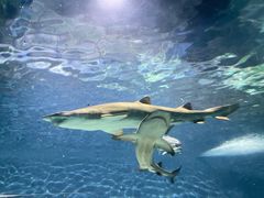 -上海海洋水族馆