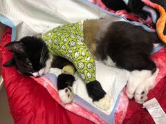 -纳吉亚猫专科动物医院(康都外科中心)