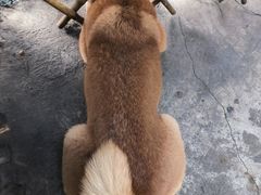 -柴犬高等学院·狗咖·柴犬售卖·宠物训练
