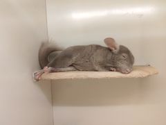 -龙猫仔乐园(惠福东路店)