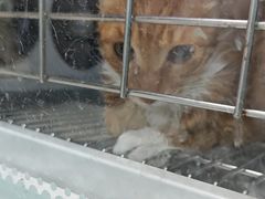 -宠颐生宠物医院·异宠猫科内科·诊疗中心宠巢店