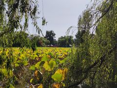 -北陵公园