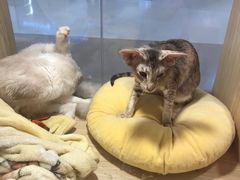 -屋虎猫馆(宝安大仟里店)