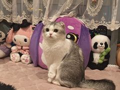 -立德动物医院·重症转诊·24H夜诊·CT·心脏彩超(顺德中心分院)