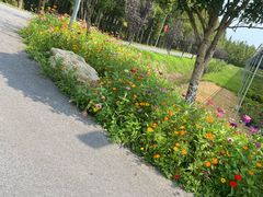 -上海长兴岛郊野公园