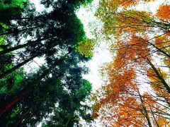 -山王坪喀斯特国家生态公园