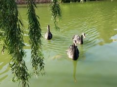 -芭东小镇温泉