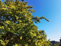 -遵化市禅林寺古银杏风景园