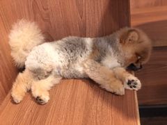 -柯斗斗主题餐厅·狗咖·围炉煮茶·茶饮(国瑞升平里店)