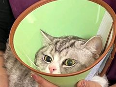 -瑞派福兴宠物医院犬猫全科·骨科·中西医结合(河东店)