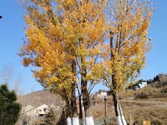 -中旅松花湖滑雪场