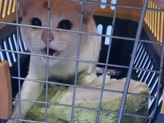 -博特宠物医院24h犬猫全科.骨科·异宠