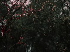 -南山植物园