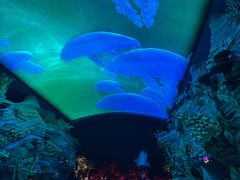 -珠海长隆海洋王国