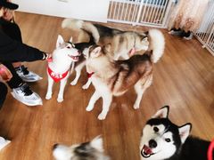 -Husky Go! 哈士奇体验馆·宠物咖啡厅狗咖