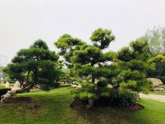 -中国唐苑