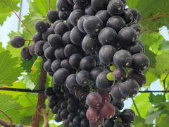 -武汉世外桃源农庄