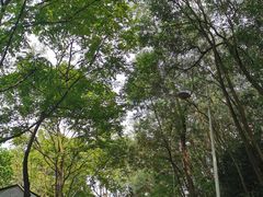 -东莞植物园