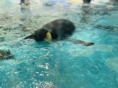 -帝企鹅自助餐厅•儿童岛•真企鹅(长隆企鹅酒店)