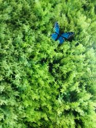 点击看大图 -金棕榈