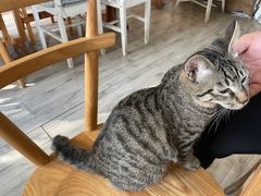 -海边的猫和咖啡馆