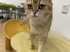 -有喵·猫咖·狗咖·30几只猫10只小狗(岗厦店)