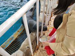 -芜湖新华联大白鲸海洋公园