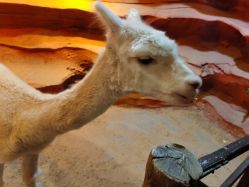 -酷嗒动物文化乐园(cutezoo西溪乐天城店)