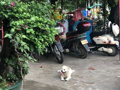 -伊萨娜印尼餐馆