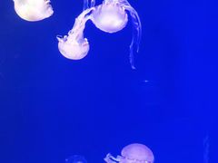 -海合安武汉极地海洋公园