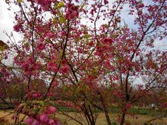 android_upload_pic-天适樱花悠乐园