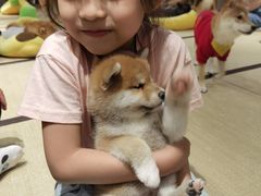 -逗柴咖啡屋·狗咖猫咖宠物桌游