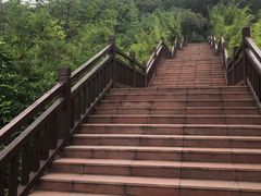 -铁山坪森林公园