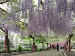 -嘉定紫藤园