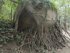 -白水寺森林公园