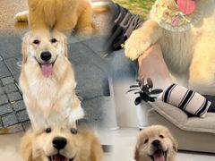 -喵百万·布偶·蓝金金渐层英短·猫舍(百子湾店)