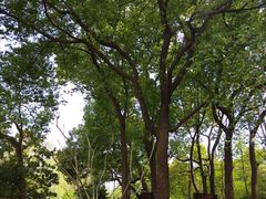 -徐家汇源景区-衡山公园