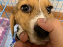 -翊宠yipet猫狗购宠庄园犬舍•猫舍