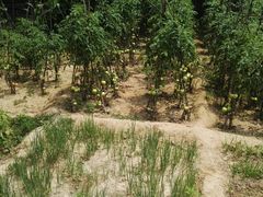 -延安杨家岭革命旧址