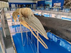 -上海海洋大学鱼文化博物馆(军工路校区)